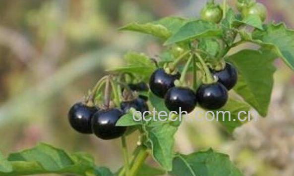 黑果子怎么服用 黑果子的功效与作用-1