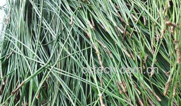 马尾松针怎么服用 马尾松针的药用价值-0