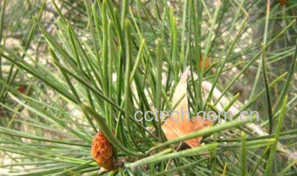 马尾松针怎么服用 马尾松针的药用价值-1