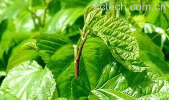 桑树叶的功效与作用 桑树叶泡水的危害-0