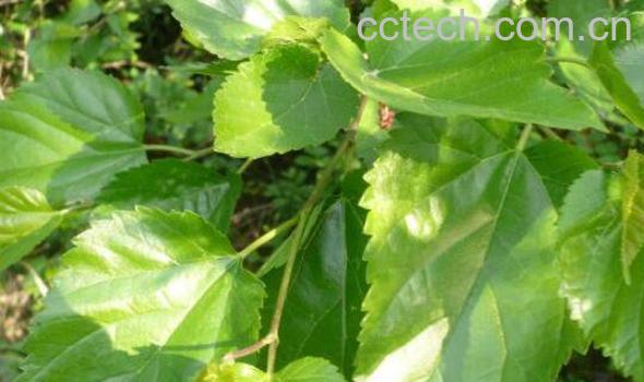 桑树叶的功效与作用 桑树叶泡水的危害-1