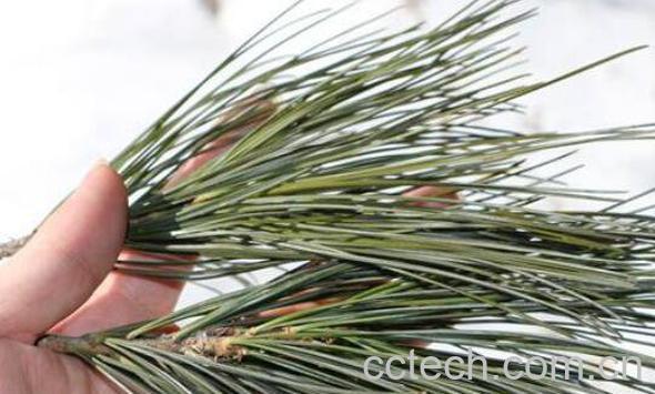 马尾松针的药用价值与功效作用-0