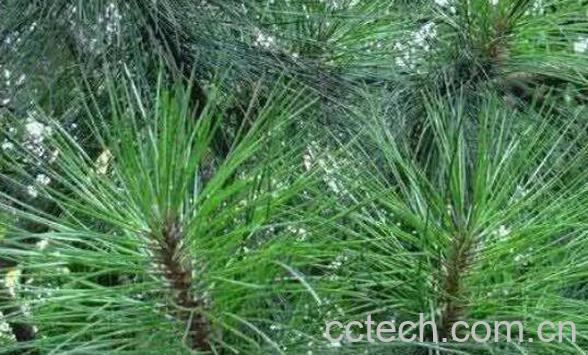 马尾松针的药用价值与功效作用-1