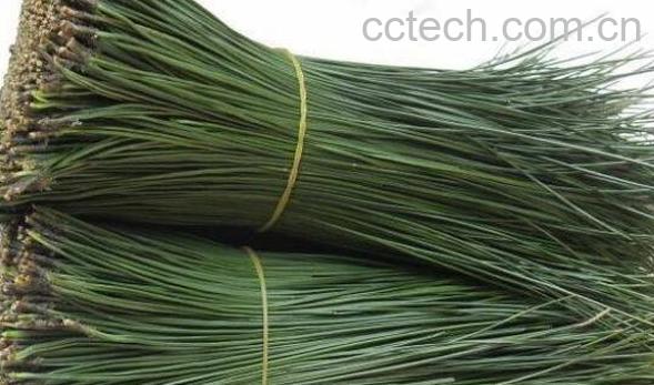 高山松针的功效与作用-0