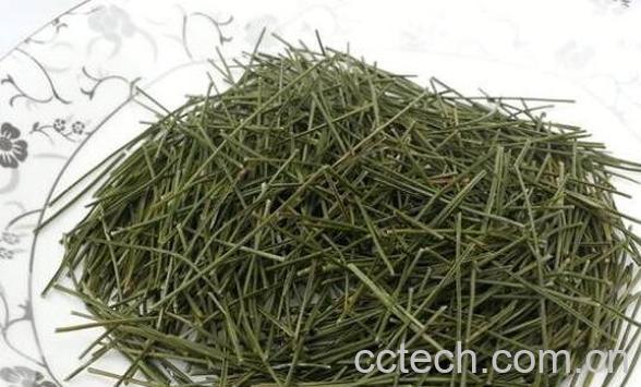 高山松针的功效与作用-1