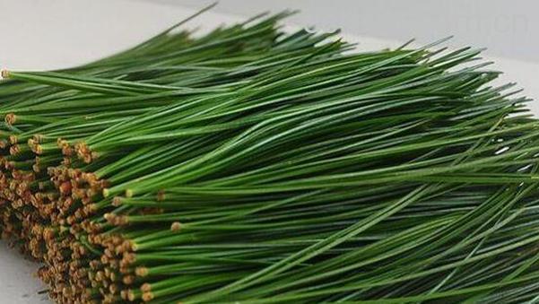  鲜松叶的作用和功效-0