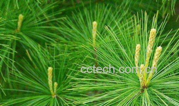  鲜松叶的作用和功效-1