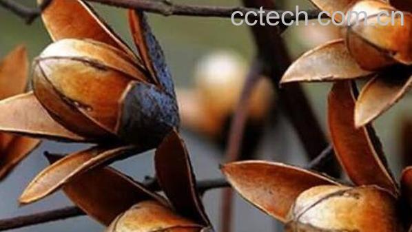 香椿树果子怎么服用 香椿树果子的服用方法-0