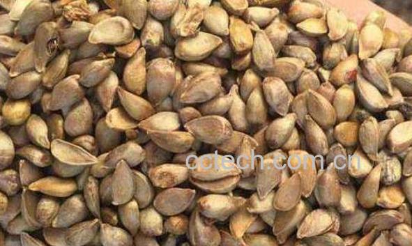 香椿子的功效与作用 香椿子的副作用-1