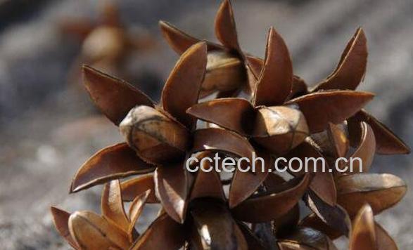 香椿树果子怎么服用 香椿树果子的服用方法-1