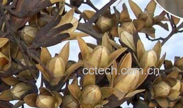 香椿子的功效与作用 香椿子的副作用-0