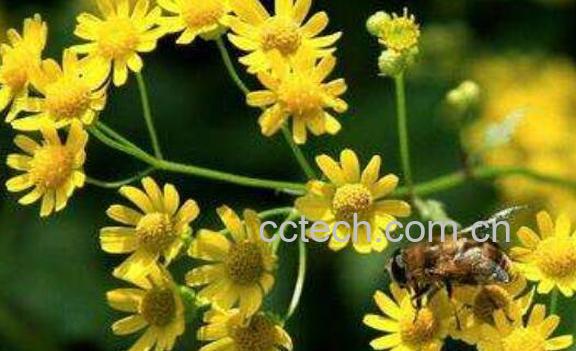 蒲儿根的功效与作用及药用价值-1