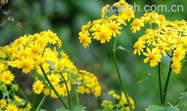 蒲儿根的功效与作用及药用价值-0