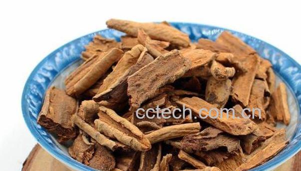 菊苣栀子的功效和作用-0