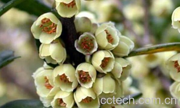 柃木的功效与作用及药用价值-1