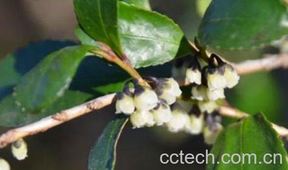 柃木的功效与作用及药用价值-0