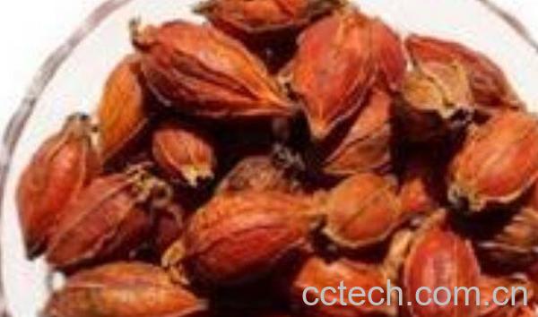 菊苣栀子的功效和作用-1