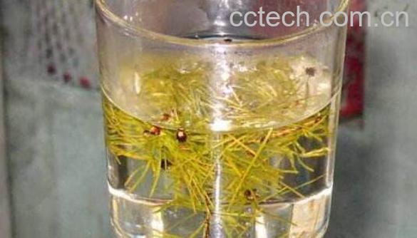 松针泡酒的功效与作用-0
