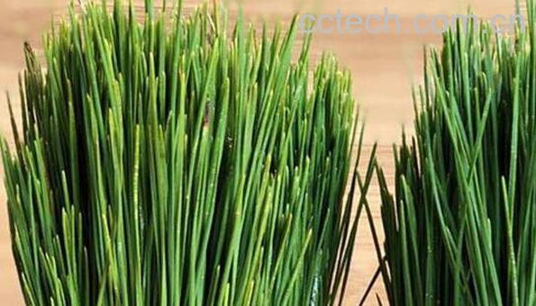 马尾松针的功效与作用及药用价值-0