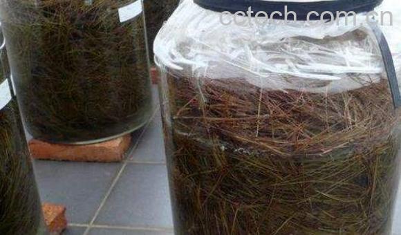 松针泡酒的功效与作用-1