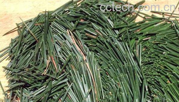 马尾松针的功效与作用及药用价值-1