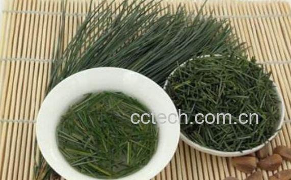 松针叶的功效与作用-0