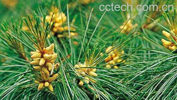 松针油的功效与作用-0