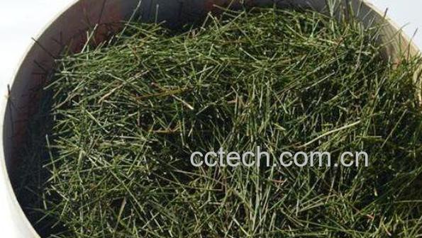 松针叶的功效与作用-1