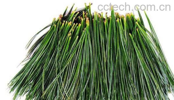 马尾松针的功效与作用有哪些-0