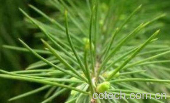 马尾松针的功效与作用有哪些-1