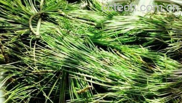 神奇松针的功效与作用-1