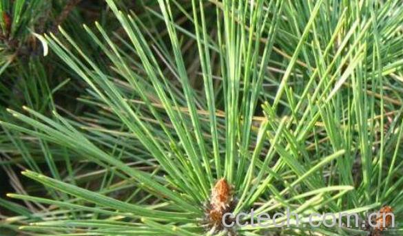 松针的功效与作用及食用方法-0