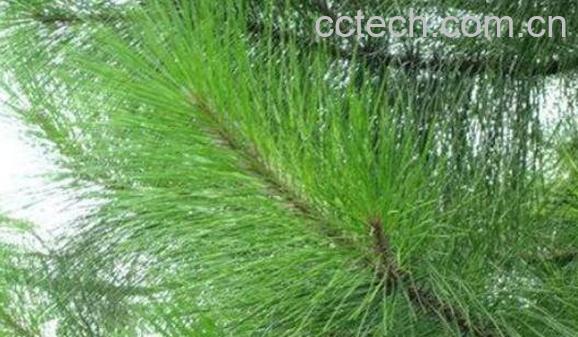 松针的功效与作用及食用方法-1