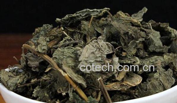 干紫苏叶的功效与作用及食用方法-1