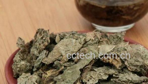 干紫苏叶的功效与作用及食用方法-0