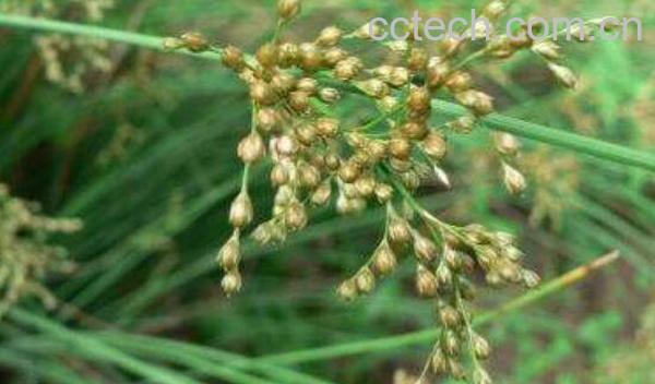 麦冬灯心草的功效与作用-0