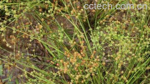 朱灯心草的功效与作用及药用价值-0