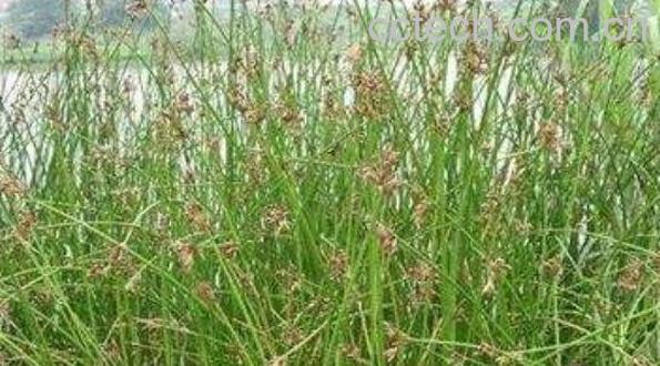 朱灯心草的功效与作用及药用价值-1