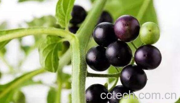 野生龙葵的功效与作用-0