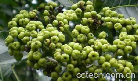 吴茱萸的功效与作用 吴茱萸泡酒的功效-1