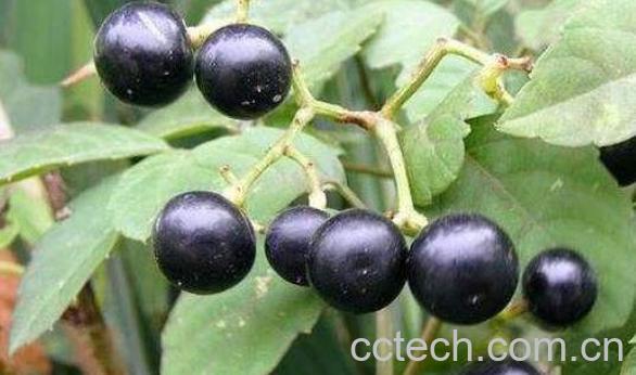 野生龙葵的功效与作用-1