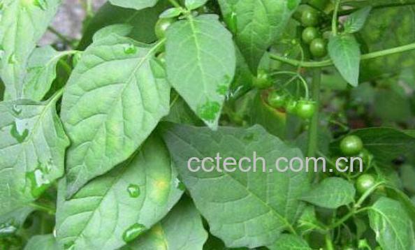 龙葵叶子的功效与作用-0