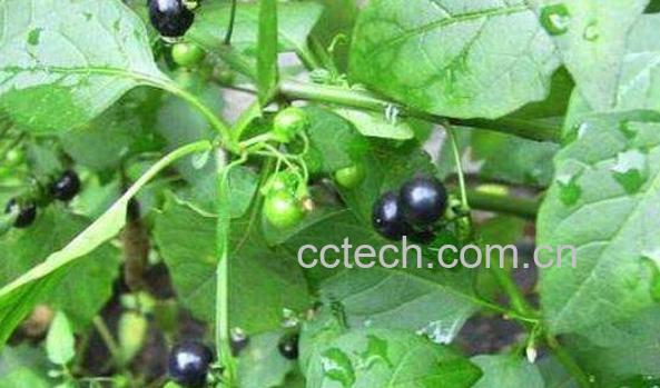 龙葵叶子的功效与作用-1