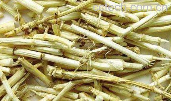 芦根的功效与作用及常见用法-1