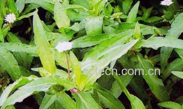 墨旱莲草的功效与作用-0