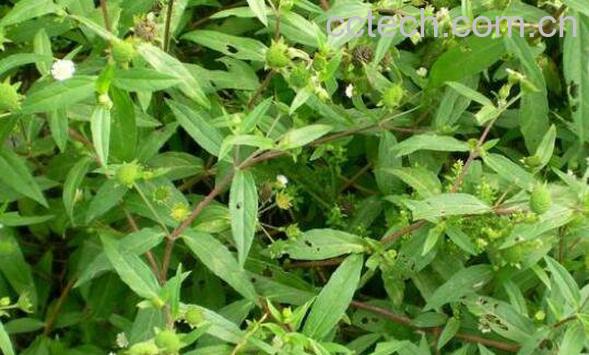 墨旱莲草的功效与作用-1