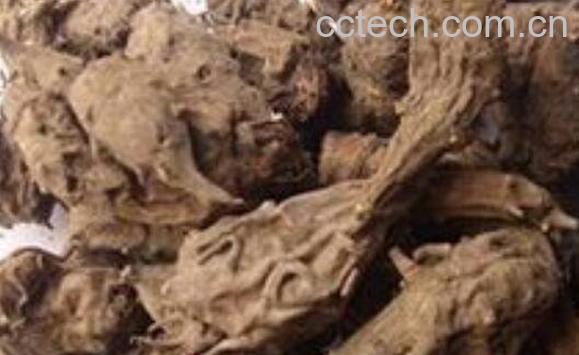 草乌的功效与作用及禁忌-1