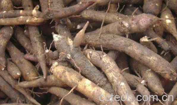 草乌的功效与作用及禁忌-0