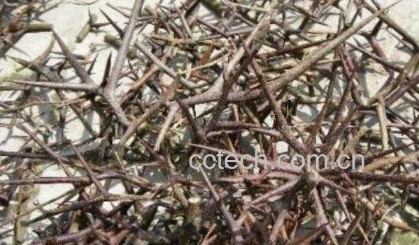 皂角刺泡酒的功效与作用-1