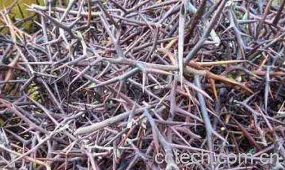 皂角刺泡酒的功效与作用-0